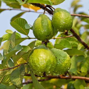 Rodajas de Guayaba Rosa Suave de Lujo del Río Mekong, Elegante Snack de Fruta Tropical - Product Image 1