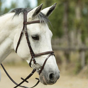 Brida con banda para la nariz y banda para la nariz en cuero de plena flor con costuras contrastantes. Costuras bordadas en la banda de cejas - Product Image 1