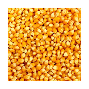 Yellow maize harvested and dried for extended shelf life - Product Image 6