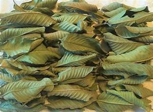 FEUILLES DE GOYAVE BIOLOGIQUES SÉCHÉES POUR INFUSION HERBALE SUPPORT IMMUNITAIRE PRODUIT D'ÉTIQUETTE PROPRE - Product Image 2