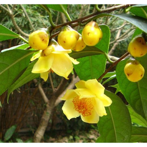 Té de Flores Naturales Puras, Flor de Camelia Dorada // Flor de Camelia Amarilla - Product Image 2