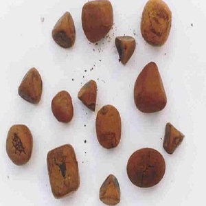 Proveedor de cálculos biliares de vaca búfalo de ganado al por mayor de calidad superior Cálculos biliares enteros y rotos amarillos naturales genuinos en stock - Product Image 4