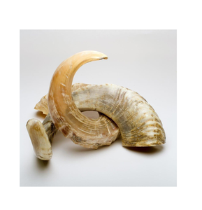 Corne de Shofar décorative 100% naturelle pour la meilleure vente, bonne polie pour la corne de mouton de dessus de table, emballage personnalisé, meilleure vente - Product Image 5