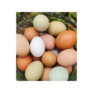 Œufs bruns en vrac de grande taille offerts avec une qualité de qualité d'exportation et un envoi sûr - Product Image 5