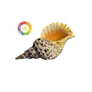 เปลือกหอยทรัมเป็ตแบบเวียดนามตกแต่งสำหรับตกแต่งภายในบ้านตู้ปลาและคอลเลคชั่นเปลือกหอย - Product Image 4