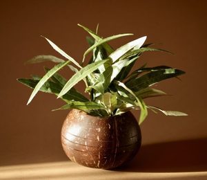 Olla ecológica de cáscara de coco para decoración de jardín con 100% hecha de cáscara de coco - Product Image 4