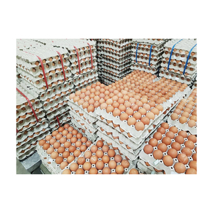 Venta al por mayor de huevos para incubar <span class=keywords><strong>Ross</strong></span> <span class=keywords><strong>308</strong></span> y Cobb 500 y huevos frescos de mesa con pollo, precio de descuento