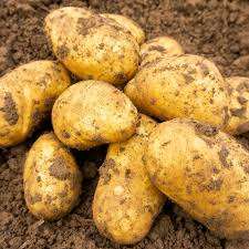 Premium Quality <b>Potatoes</b> <b>Fresh</b> Harvest - Product Image 2