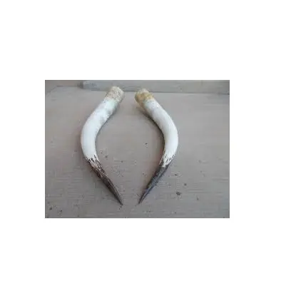 bull and cow decorative pair horn natural white color buffalo horn home and parties decorate from India