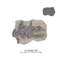 Moule de fossile de dinosaure, statue en résine, décoration d'intérieur, sculpture en résine sculptée, décoration d'intérieur, cadeau 3D et muséal