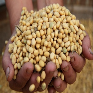Graines de soja biologiques en gros Fraîches et propres Séchées naturellement pour un rendement maximal Achetez des graines de soja de qualité supérieure - Product Image 1