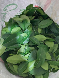 Hojas de lima seca con alto contenido de aceites esenciales, hojas de lima kaffir secas al sol para cosméticos e ingredientes culinarios, precio de fábrica - Product Image 6