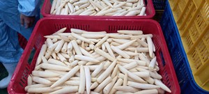 Maíz Bebé Congelado Recién Cosechado, Calidad Premium, Vegetales Cortados en Bocado Entero, Certificado IQF, Proveedor Mayorista Directo de Vietnam - Product Image 6