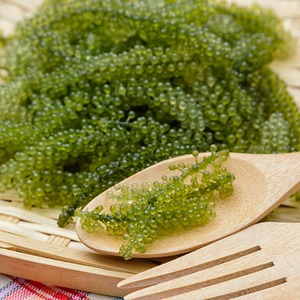 Raisins de mer nutritifs frais pas cher prix naturel seeweed de raisin en gros caviar vert umibudo lato algues du Vietnam - Product Image 5