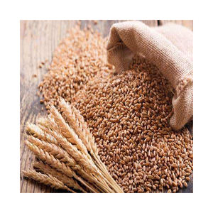 Venta de trigo de grano entero orgánico de alta calidad Textura dura de calidad superior B Trigo Venta increíble - Product Image 5