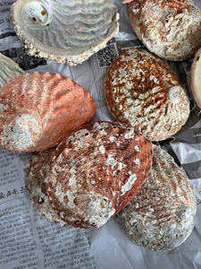 9-14cm poli blanc nacre vadrouille Tahiti Pinctada Margaritifera coquille brute Style Animal décoration de la maison - Product Image 2