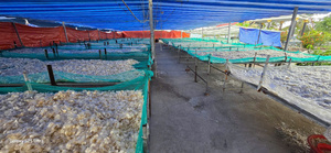 OSSEIN ESCALA DE PESCADO-Escamas de pescado de tilapia desmineralizadas-Loto azul VIETNAM - Product Image 6