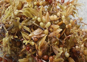 สาหร่าย Sargassum เกรดดี/สะอาดและมีคุณค่าทางโภชนาการ/ราคาที่แข่งขันได้/ผลิตในเวียดนาม - Product Image 6