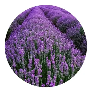 Minyak 40/42 Lavender dengan harga grosir kualitas bersertifikat minyak Lavender 40/42 minyak Lavender jumlah besar 40/42