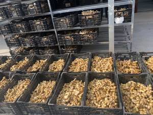 Gingembre frais d'exportation, gingembre éléphant frais de haute qualité, provenant de gingembre frais - Product Image 3