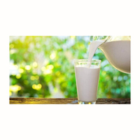 Thé au lait de chameau liquide de qualité supérieure, substitut de matières grasses, marque personnalisée en gros, durée de conservation de 2 ans DE