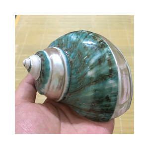 Vente en gros de coquilles Turbo Burgess vert de mer pour terrariums d'aquarium et décoration intérieure côtière - Product Image 4