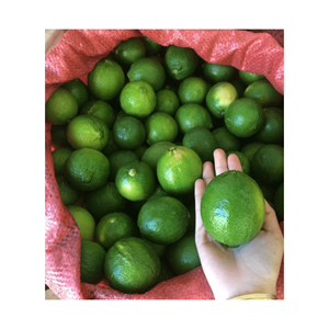 Fourniture de citron frais/citron frais du Vietnam à prix compétitif et haute qualité de 99GD - Product Image 3