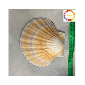 เปลือกหอยพัดธรรมชาติสีขาวขนาดใหญ่สำหรับงานนำเสนออาหารทะเลงานจัดเลี้ยงและตกแต่งงานอีเวนต์ราคาไม่แพง - Product Image 1