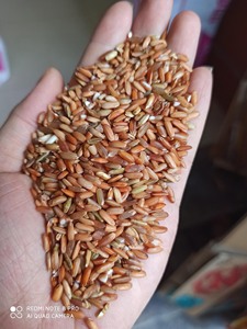 Riz rouge à prix compétitif / Riz long grain naturel, sans danger, à haute teneur en amidon, riz rouge Ms Sophie - Product Image 5