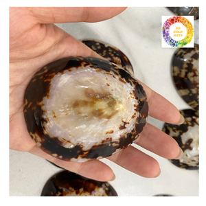 Coquillages de mer de haute qualité au Vietnam propres polis pour la décoration sur le thème de la plage - Product Image 5