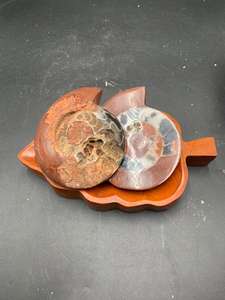 Paire d'Ammonites du Timor, pierres décoratives semi-polies, ensemble d'Ammonites naturelles assorties pour l'exposition, les collectionneurs et la vente en gros - Product Image 4