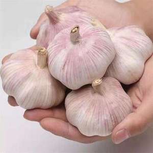 Ail rouge et ail blanc frais et pur - Product Image 1
