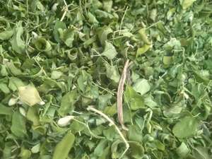 Hojas de Moringa Secas 100% Naturales, Secadas al Horno, Calidad de Exportación, Suministro a Granel, Venta al Por Mayor Disponible - Product Image 3