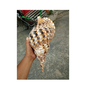 Belles coquilles de trompette du Vietnam pour l'artisanat fait à la main, les idées de décoration artistique, l'utilisation d'aquarium et les mariages côtiers - Product Image 1