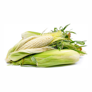 Maíz de maíz blanco de la mejor calidad para alimentación animal. - Product Image 2