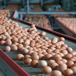 Chất Lượng Cao Cấp Bón Phân Nở Trứng Gà Tươi Trắng Nâu Gà Thịt Trứng Mua Giao Hàng Nhanh Bán Buôn Giá Rẻ Trực Tuyến - Product Image 4