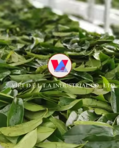 Hojas de guanábana secas para té y uso herbal, mejor oferta - Product Image 5