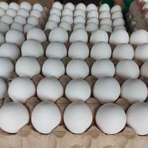 Huevos Frescos de Gallina de Granja, Blancos y Marrones, de Alta Calidad, 250 ml, DE, Venta al por Mayor a Precio de Fábrica, Suministro Directo, Opciones de Empaque - Product Image 3