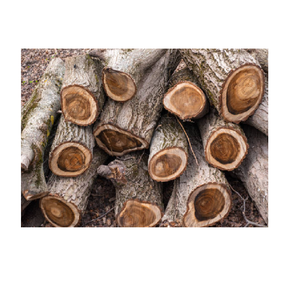 Bûches de bois de noyer naturel à vendre à bas prix, parfaites pour les scieries et la fabrication du bois - Product Image 3