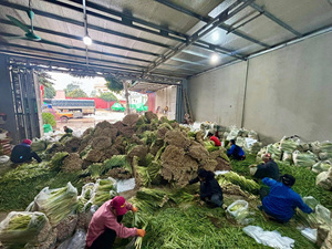 100% Citronnelle naturelle fraîche congelée du Vietnam Culture crue d'OGM Légumes surgelés certifiés halal certifiés IQF - Product Image 3