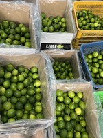 Citron vert frais sans pépins naturel de qualité supérieure du Vietnam-Normes internationales Bon pour la santé Citron Type ANNA DO