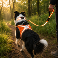 Qcool Série Assortie de Sangles Réfléchissantes Légères et Lumineuses pour la Vente B2B en Magasin d'Articles pour Animaux – Ensemble Harnais, Collier et Laisse LED pour la Sécurité des Animaux