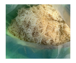 Mousse de coton séchée Organique Naturelle Pure Vegan Superfood en vrac Vente en gros sans OGM Sans gluten Wildcrafted Vietnam Premium Expor - Product Image 3