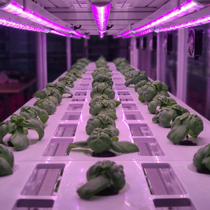 OEM cải xoăn dẫn phát triển thanh ánh sáng cho dọc giá Nhà Máy Nông Nghiệp trực tiếp lá xanh chiếu sáng Nhà cung cấp với thiết kế Dự Án - Product Image 6