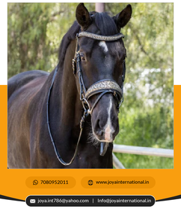 High Quality <b>Dressage</b> Bridles Anatomical <b>Dressage</b> Bridle First Edition Fleur Snaffle Bridle - Product Image 2