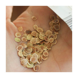 Semillas de chirivía naturales secas a la venta - Product Image 1