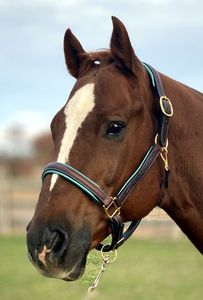 Fancy Stitched Halter with Padding.Turquoise Padding. Flat Cheeks with Brass <b>Hardware</b> - Product Image 6