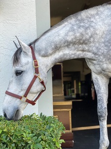 Beval LTD Cuir Durable Triple Stitch Smart Halter Construction Premium - Product Image 5