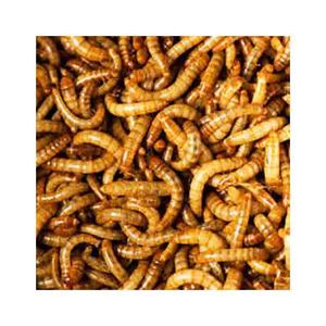 Gusanos de harina secos a granel OEM Etiqueta Privada alimentos para mascotas para pequeños alimentos para mascotas proveedor - Product Image 1
