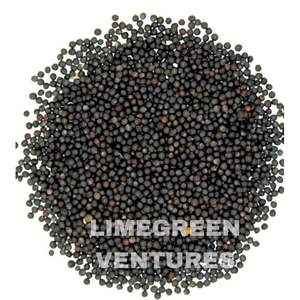 Semillas de Colza de Doble Lengua, Marca Brassica Napus, Semillas Oleaginosas, Exportador a Granel de la India, 12 Meses de Duración, Saludables - Product Image 3